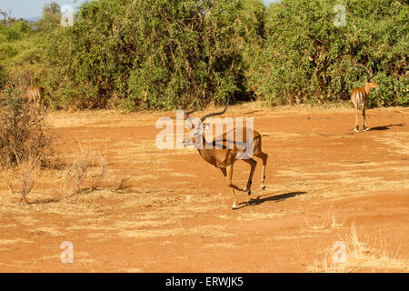 Impala (Aepyceros melampus) maschio in esecuzione Foto Stock