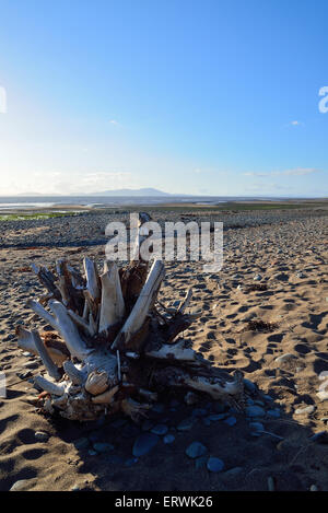 Grande inusuale grumo di legno sulla spiaggia allonby West Cumbria Foto Stock