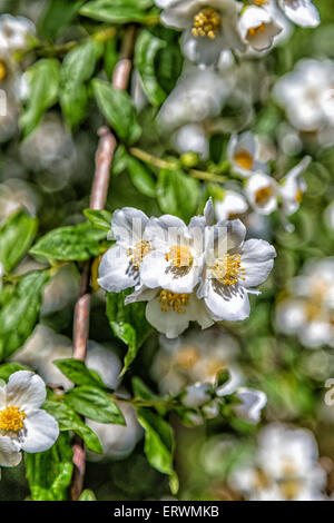 Primo piano della succursale con fiori di colore bianco con pistilli di colore giallo su sfondo sfocato di foglie verdi Foto Stock