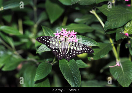 Coda di Jay Butterfly Foto Stock