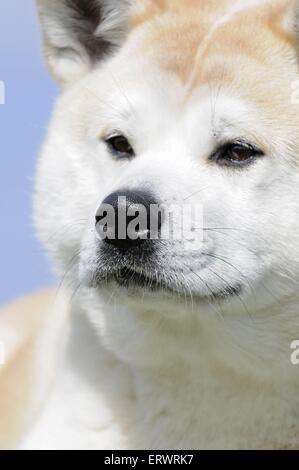 Akita Inu ritratto Foto Stock