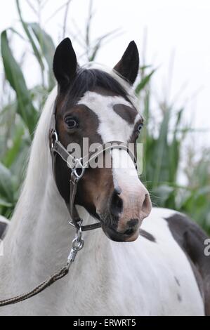 Lewitzer ritratto Foto Stock