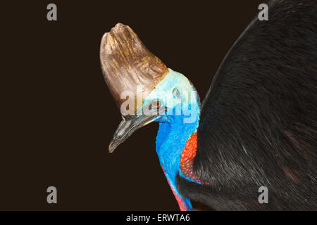 Una chiusura del casuario con sfondo nero Foto Stock