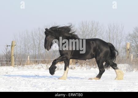 Al galoppo Shire Cavallo Foto Stock