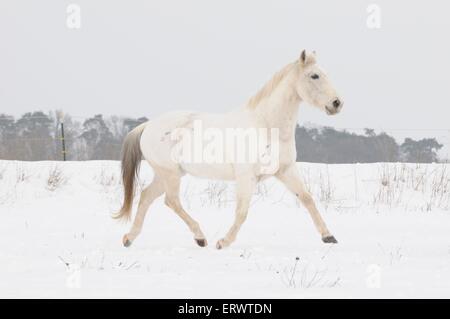 Trottare Quarter Horse Foto Stock