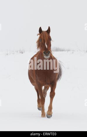 Al trotto cavallo arabo Foto Stock