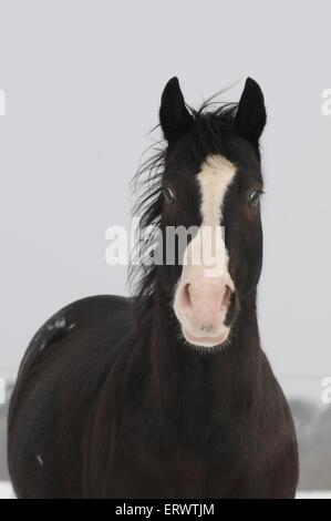 Ritratto di Appaloosa Foto Stock