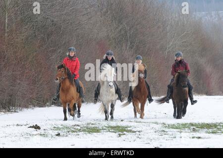 Maneggio cavalli islandesi Foto Stock