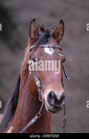 Ritratto di Appaloosa Foto Stock