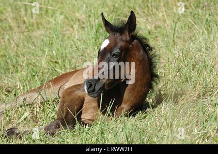 Arabian Horse puledro Foto Stock