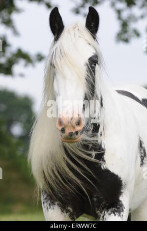 Irish Tinker ritratto Foto Stock