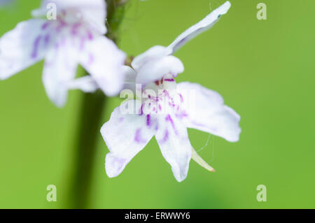 Una chiusura di un comune Spotted Orchid fiore sul polverizzato fly ash sito a Cheshunt, Herts Foto Stock