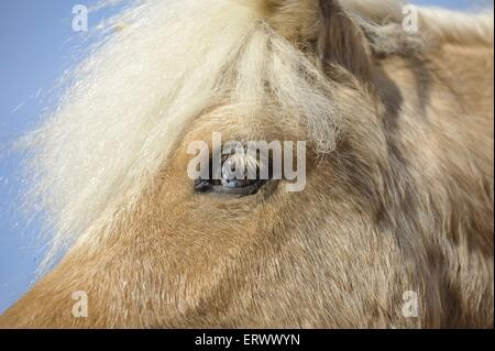 Pony Shetland eye Foto Stock