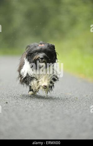 Esecuzione di havanese Foto Stock