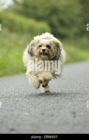 Esecuzione di havanese Foto Stock