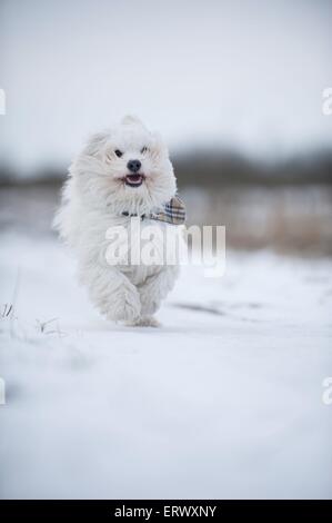 Esecuzione di havanese Foto Stock