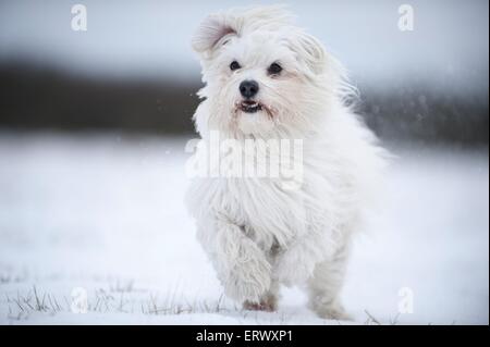 Esecuzione di havanese Foto Stock