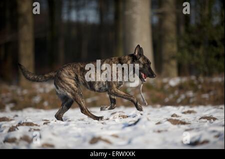 Riproduzione Hollandse Herder Foto Stock