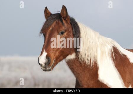 Lewitzer ritratto Foto Stock