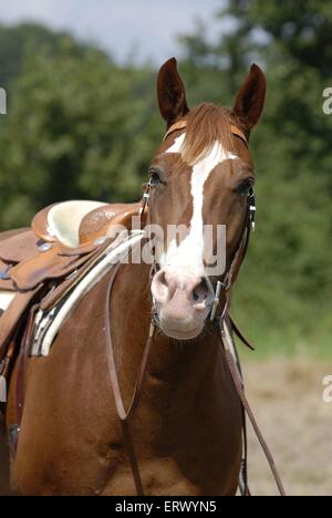 Quarter Horse ritratto Foto Stock