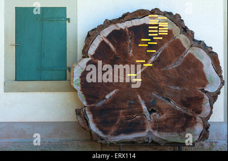 Sezione trasversale di un albero abbattuto, circa 120 anni fa, con le date storiche, parco municipale, Lahr, Baden-Württemberg Foto Stock