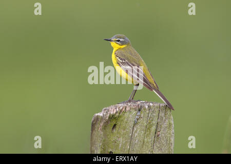 Testa blu wagtail (Motacilla flava flava), femmina in pole, Bislicher Isola, Renania settentrionale-Vestfalia, Germania Foto Stock