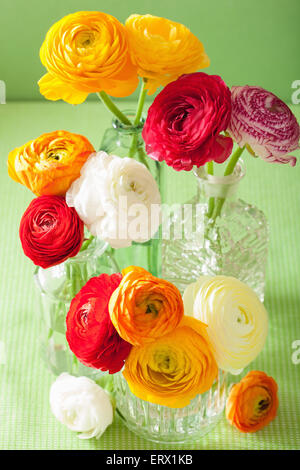 Ranunculus coloratissimi fiori in vaso su sfondo verde Foto Stock