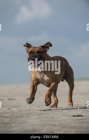 Esecuzione di Olde English Bulldog Foto Stock