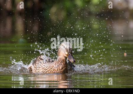 La balneazione germano reale (Anas platyrhynchos), Hesse, Germania Foto Stock