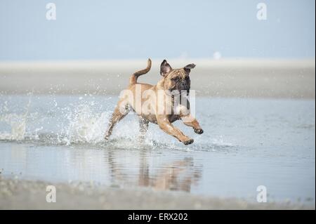 Esecuzione di Olde English Bulldog Foto Stock