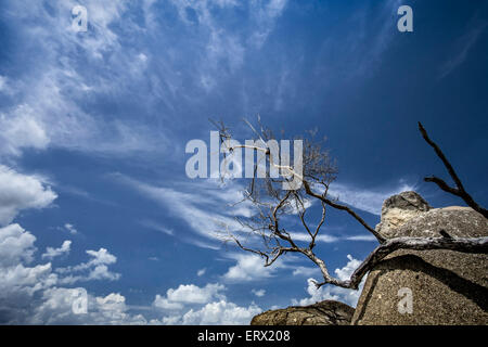 Ramo morto su pietra Foto Stock