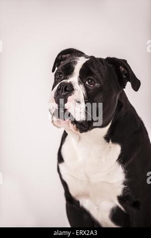 Continental Bulldog ritratto Foto Stock