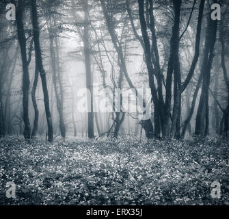 Misteriosa foresta scura nella nebbia con foglie e fiori. Bella mattina di primavera in Crimea. Magica atmosfera. Fairytale Foto Stock