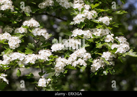 Biancospino (Crataegus monogyna) in fiore Foto Stock