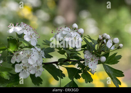 Rametto di biancospino (Crataegus monogyna) in fiore Foto Stock
