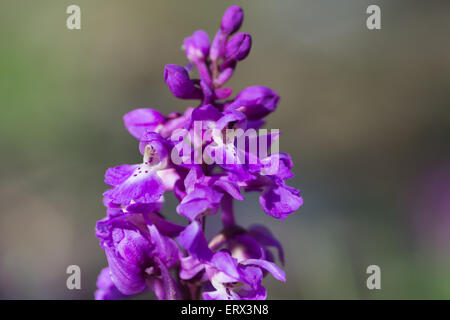 Inizio Ochid Viola - Orchis mascula Foto Stock