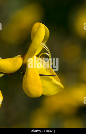 Scopa comune (Cytisus scoparius) close-up; anche noto come Scotch Ginestra Foto Stock