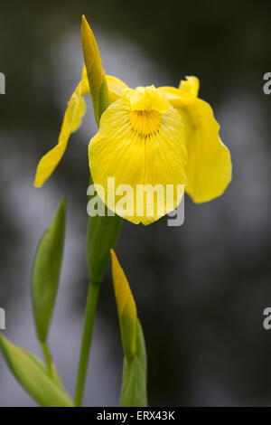 Bandiera gialla (Iris pseudacorus), fiori e boccioli; anche il nome di iris gialla, bandiera dell'acqua. Foto Stock