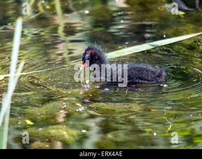 Pulcino Moorhen alimentare Foto Stock