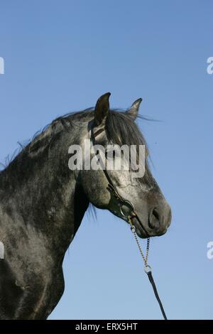 Pura Raza Española stallone Foto Stock