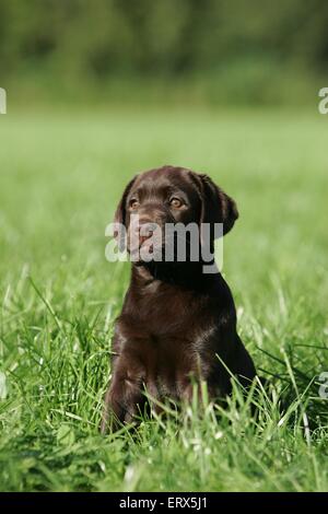 Brown Labrador cucciolo Foto Stock