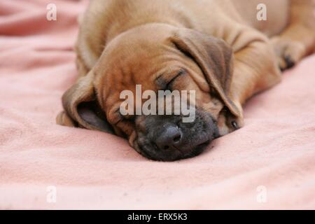 Ridgeback rhodesiano cucciolo Foto Stock