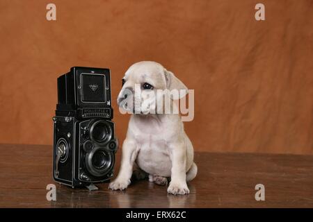 Il francese Bulldogm cucciolo Foto Stock