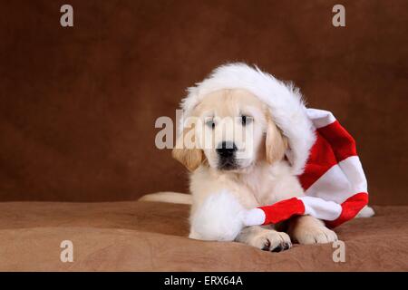 Golden Retriever cucciolo Foto Stock