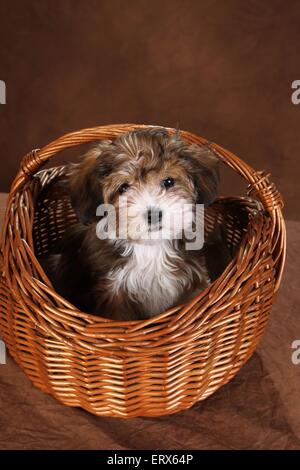 cucciolo di Havanese Foto Stock