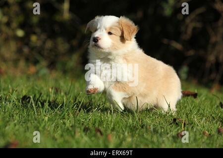 Esecuzione di Border Collie cucciolo Foto Stock