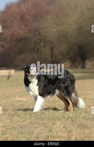 Collie di bordo Foto Stock