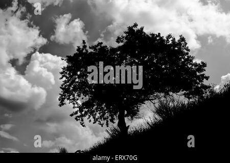 Lonely albicocca albero su una collina contro il cielo nuvoloso - drammatico versione in bianco e nero. Foto Stock