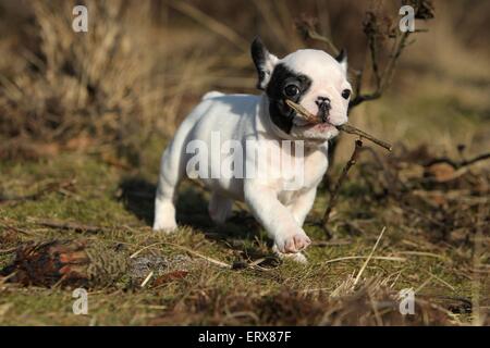 Bulldog francese cucciolo Foto Stock