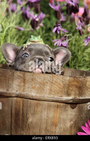 Cucciolo e rana Foto Stock